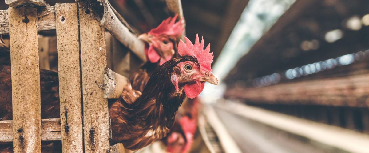 artem-beliaikin-8wtuWVzQbpE-unsplash